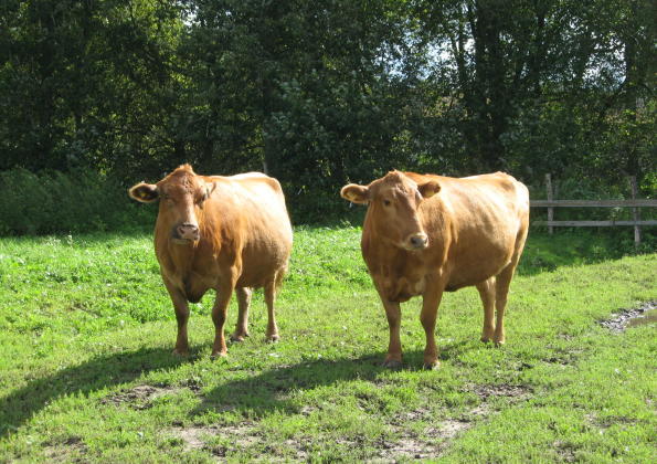 Meie lehmad:Mai ja Meeri